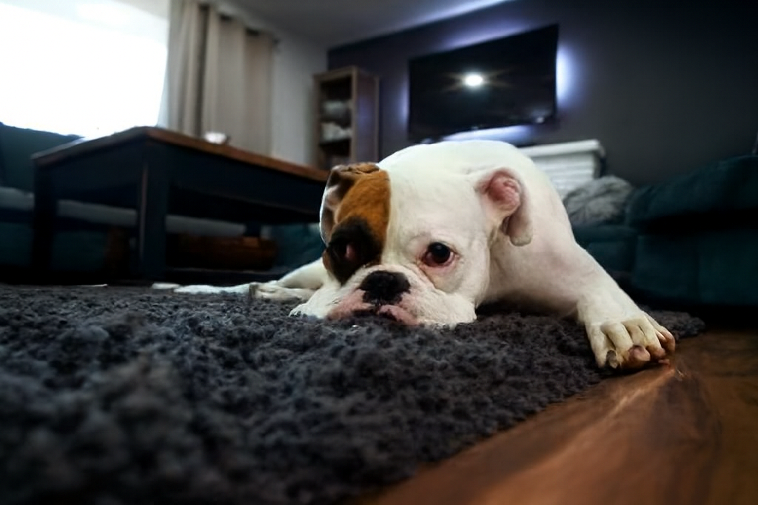 Professional Carpet Cleaning Results